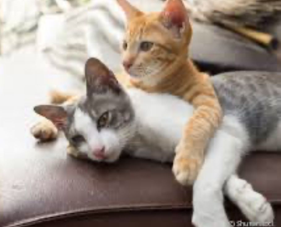 Pet Siting - Apoio a animais estimação