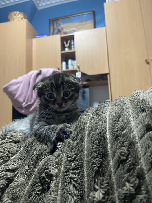 Кошенята висловухі в добрі руки