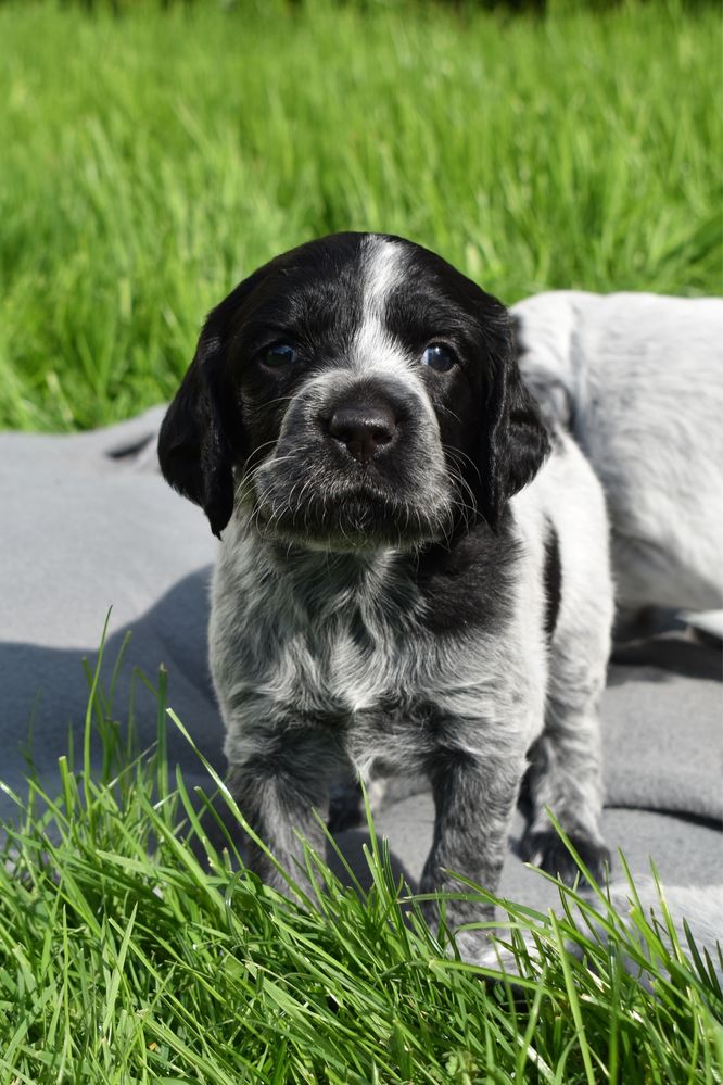 Niebieski spaniel pikardyjski FCl (wyżeł,płochacz)