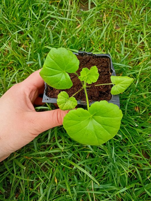 Sadzonki pelargonii mix