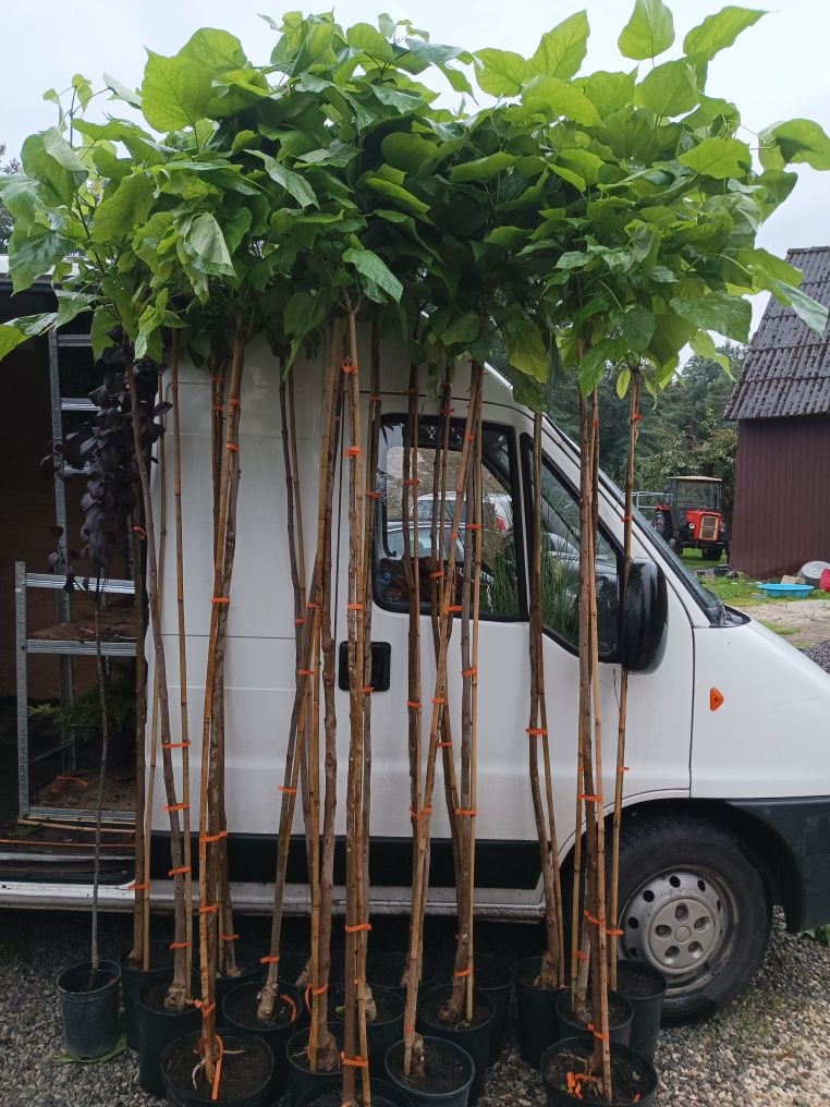 Katalpa nana szczepiona