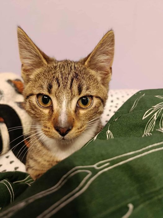 Kotek Tymianek do adopcji