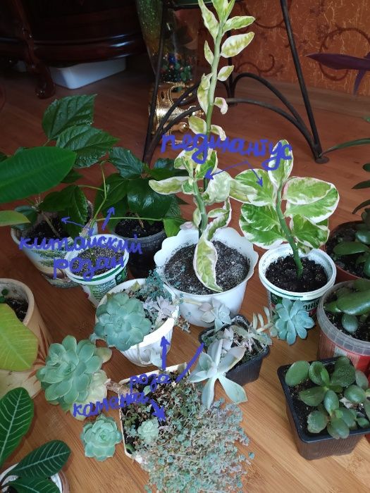 Цветы комнатные укорененные отростки: красула,молочай,педилантус