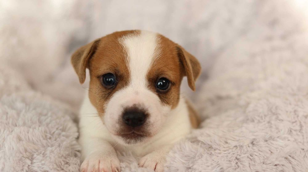 Piesek Jack Russell Terrier/BREFIO-/badania genet.