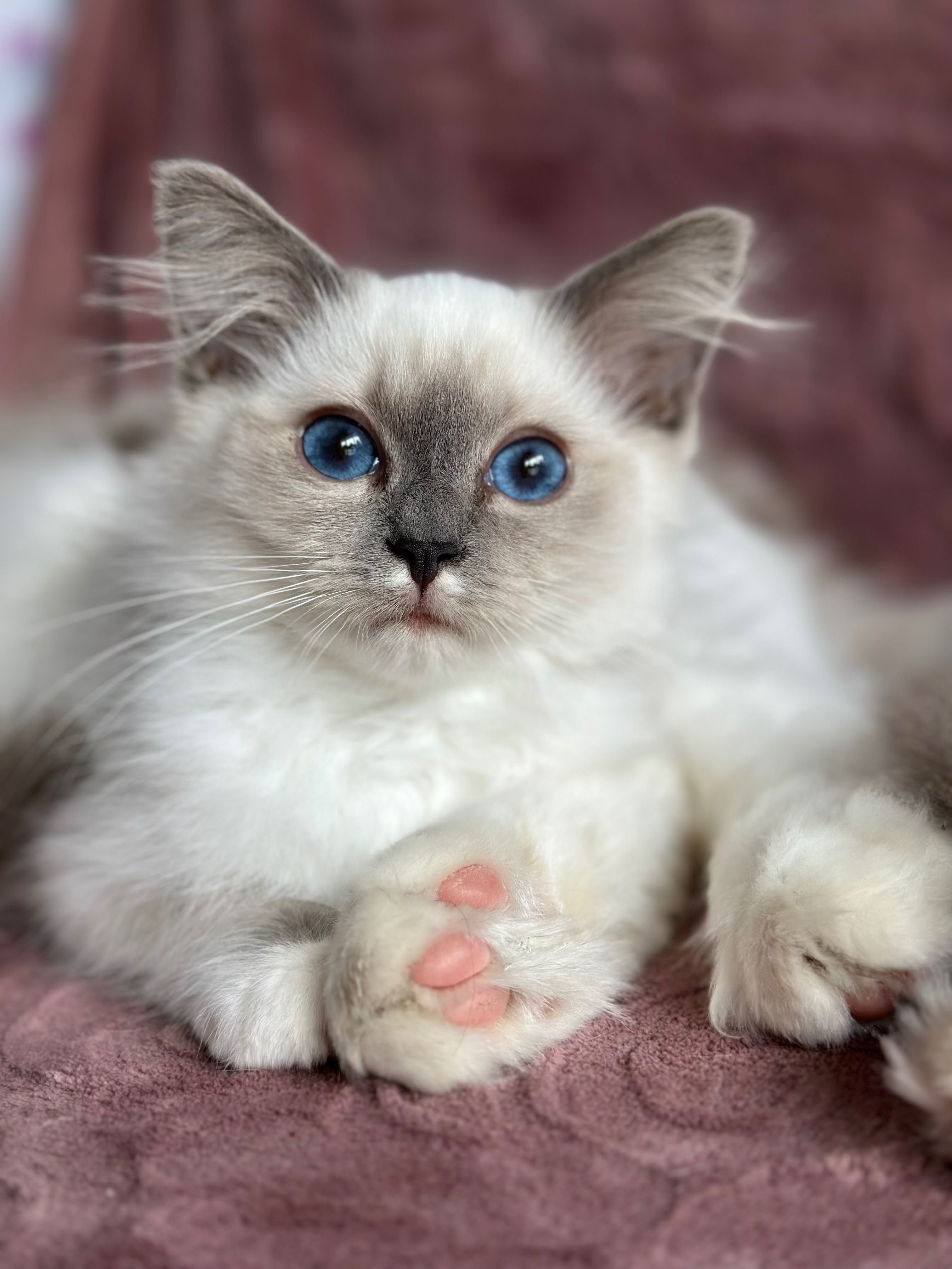 Słodka koteczka ragdoll