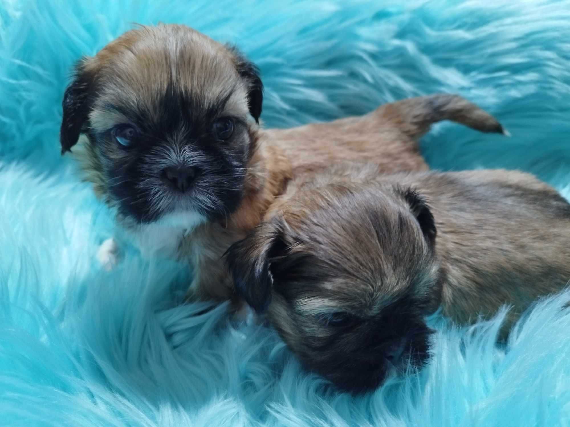 *** Śliczna Maleńka Dziewczynka Shih Tzu ***