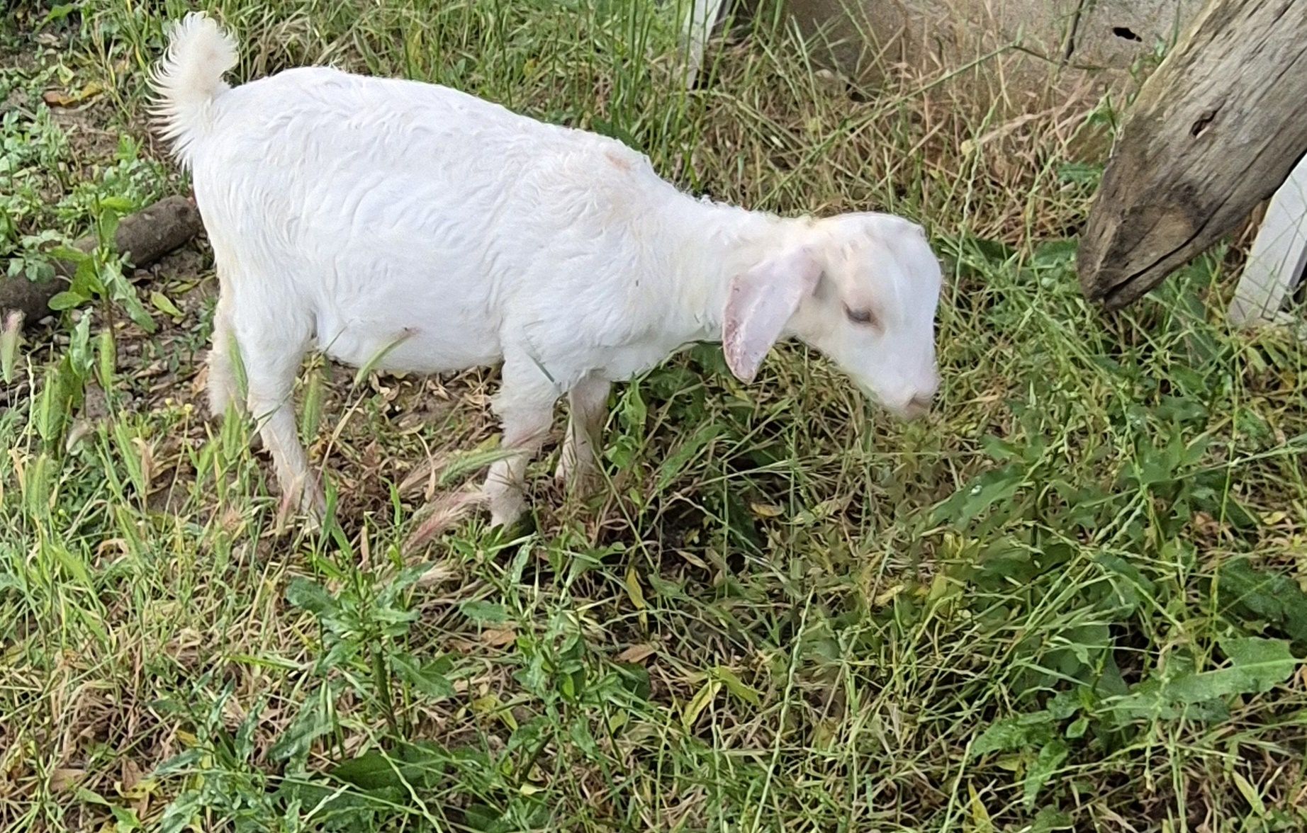 Vendo cabrita fêmea