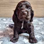 Suczka cocker spaniel angielski