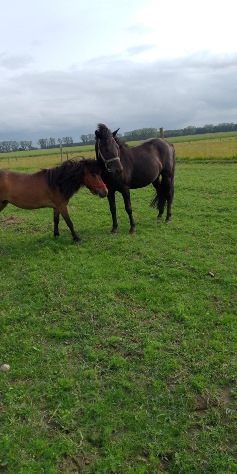 Sprzedam klacz kuc