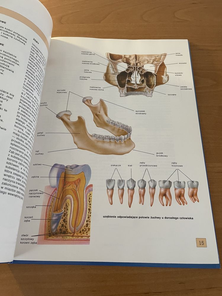 Atlas anatomii dla dzieci/młodzieży