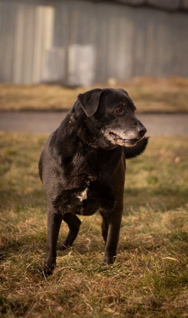 Moris- cudowny mix labrador szuka domu