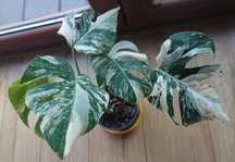 Monstera variegata PRZEPIĘKNIE wybarwiona 5 listków