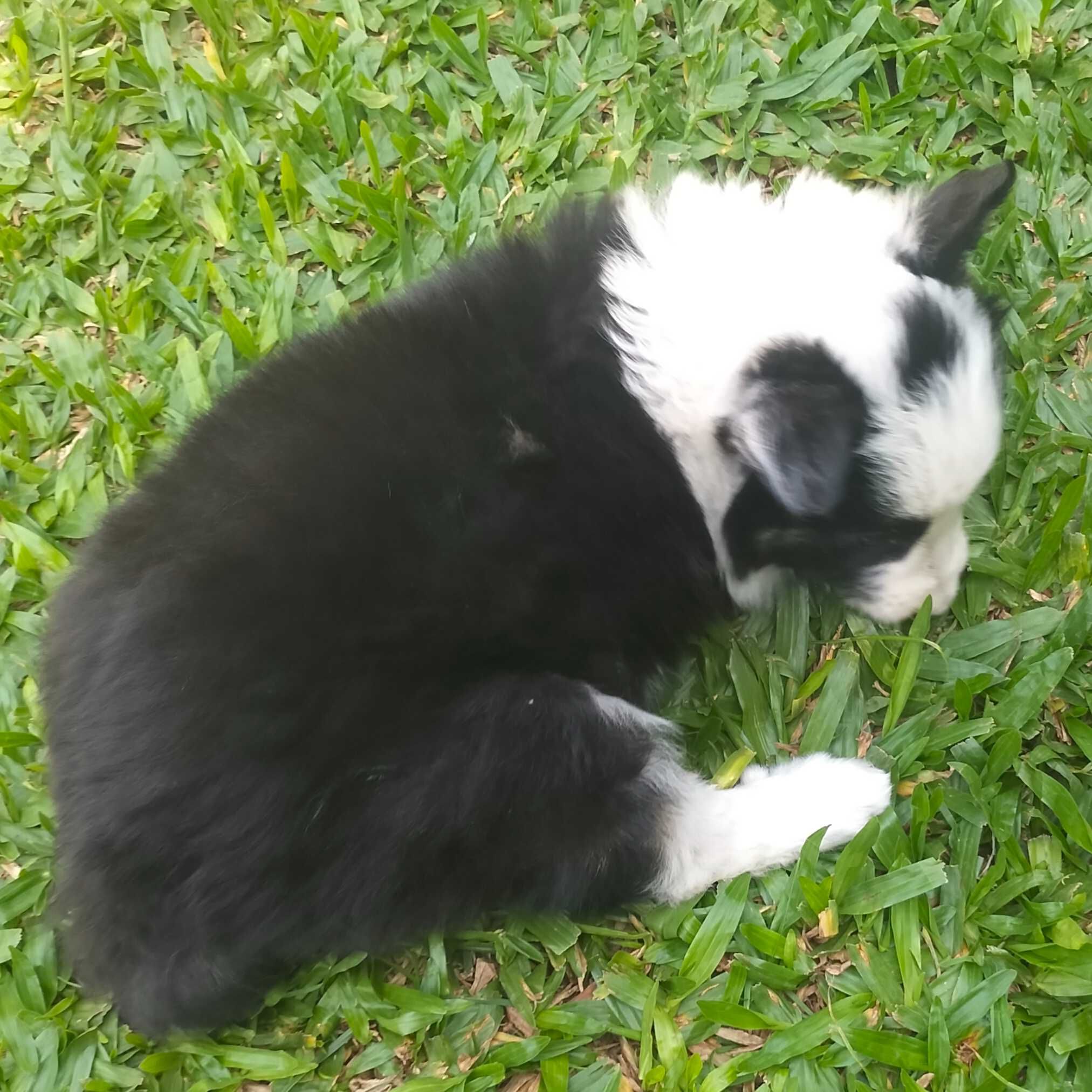 Border collie femea