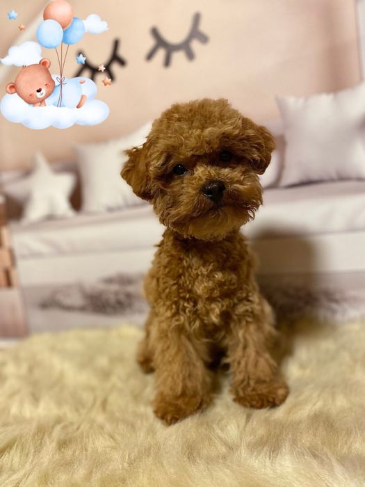 Ляльковий міні красень мальтіпу! Мальтипу