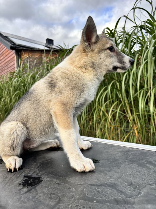 Łajka zachodniosyberyjska