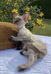 Harmony Calvados*PL  Kochana dziewczynka Devon Rex - zapytaj o filmiki