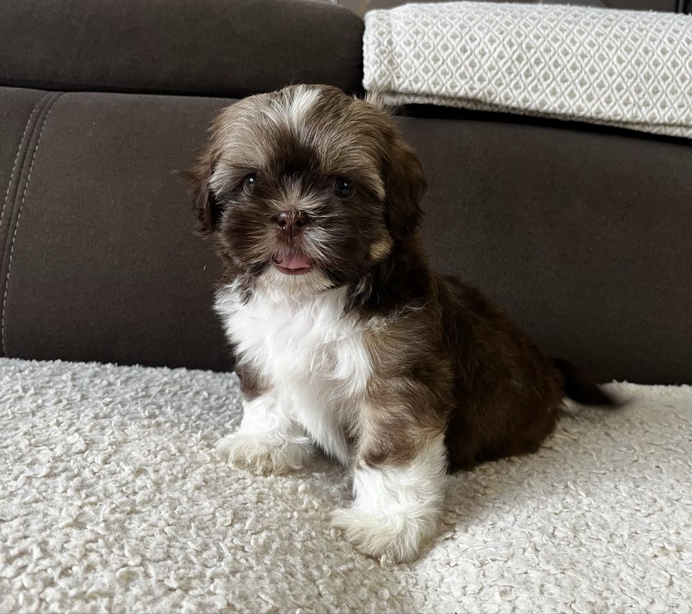 Piękny Piesek Shih Tzu Gotowy Do Odbioru