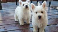 Szczeniak - West Highland White Terrier  - suczka