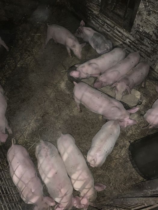 Продам хороших поросят вага 10+