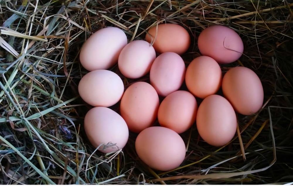 Jajka swojskie od kur