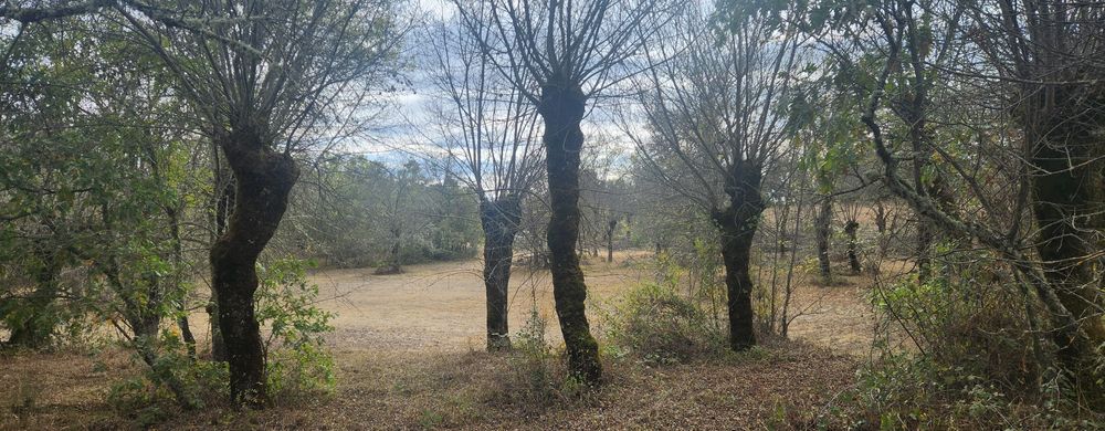 Vendo lenha freixo e carvalho