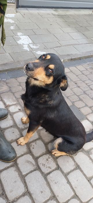 Подарую молоду собаку