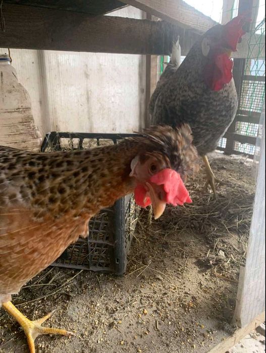 Інкубаційні яйця