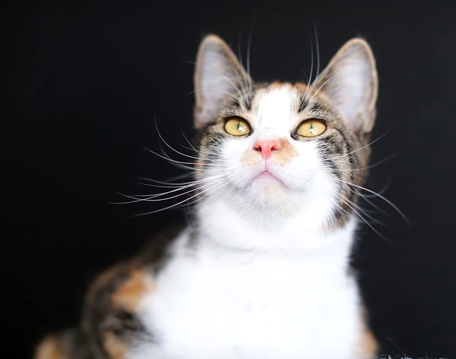 Ayra i Filip czekają na swojego Człowieka.