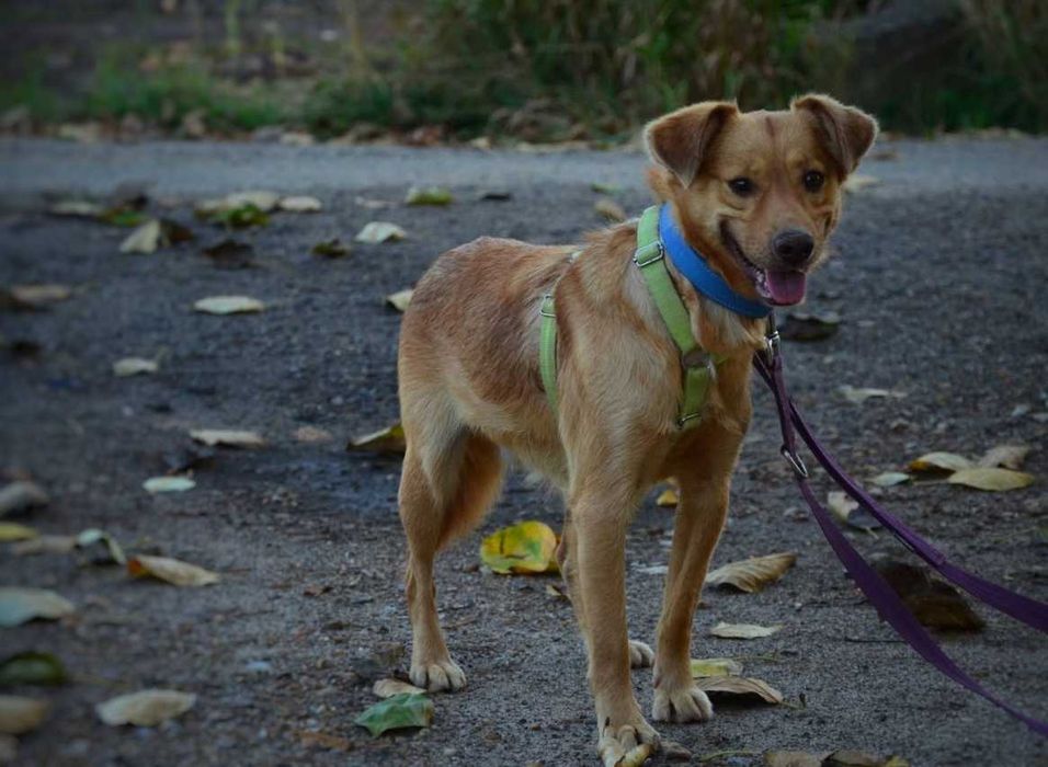 Karolek mały śliczny rudy piesek błaga o miłość ADOPCJA