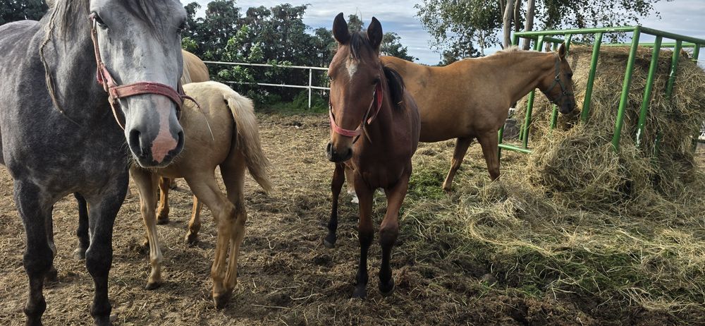 Ogier typ szlachetny gniady