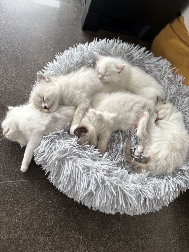 Ragdoll
