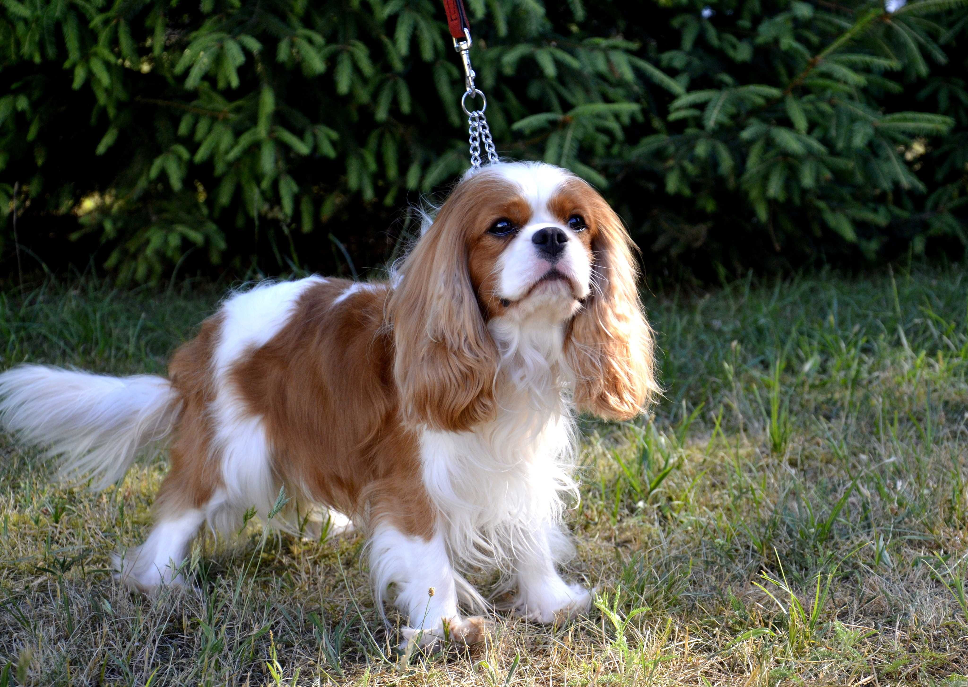 Cavalier King Charles Spaniel FCI ZKWP