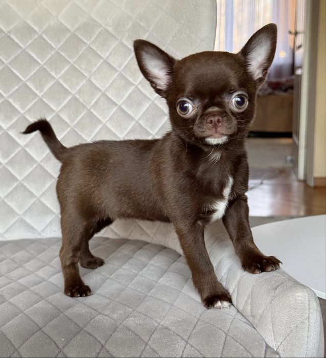 ‼️Шоколадная девочка чихуахуа‼️