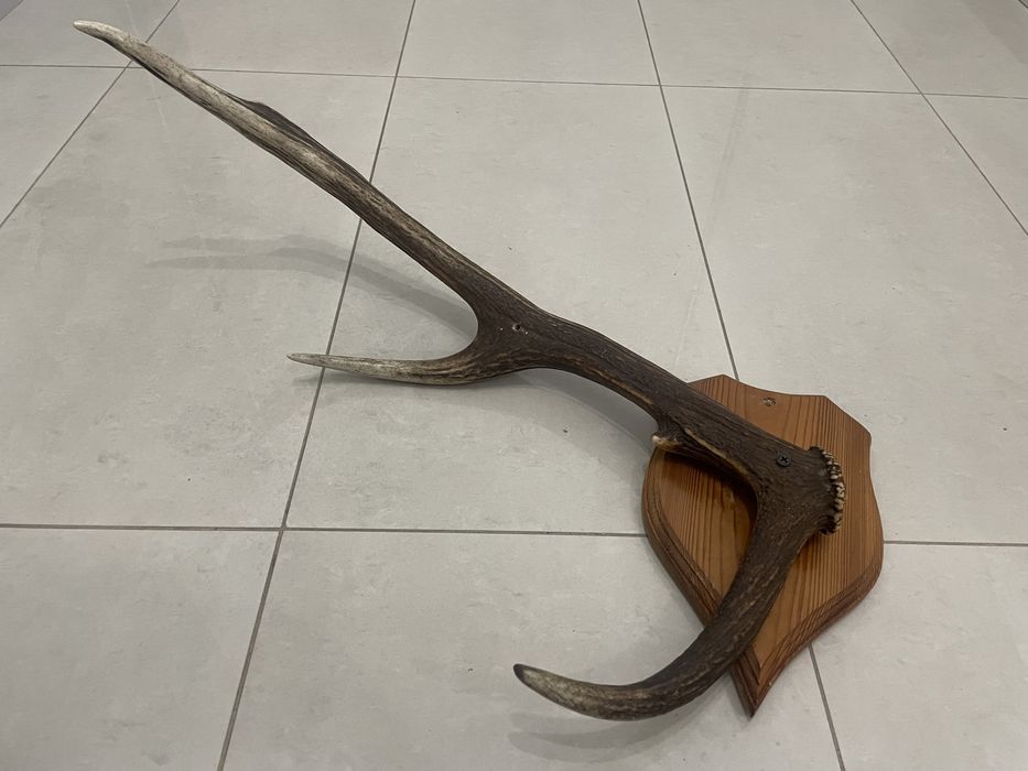 Zrzut poroza jelenia na drewnie