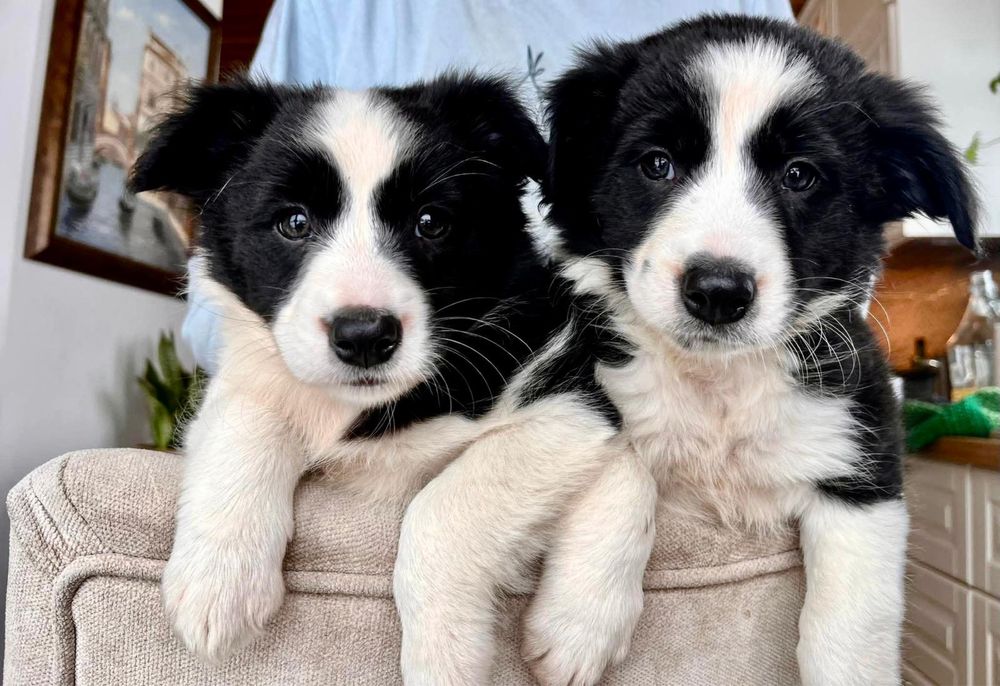 Border Collie czarno bialy/badania gen/ gotowy do odbioru