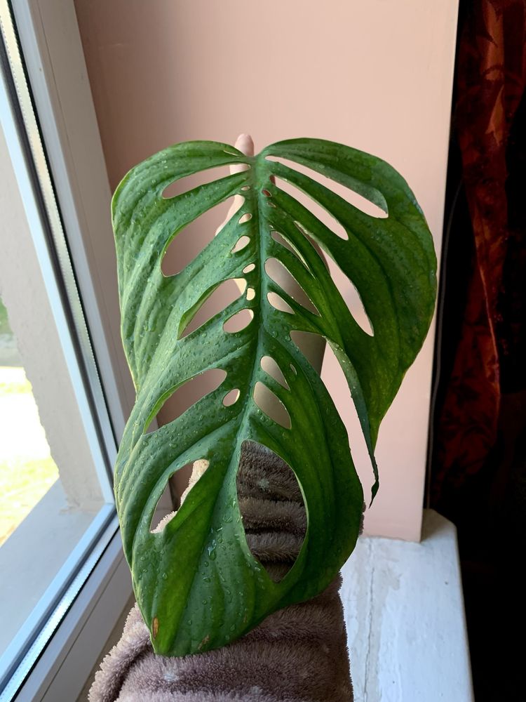Monstera esqueleto