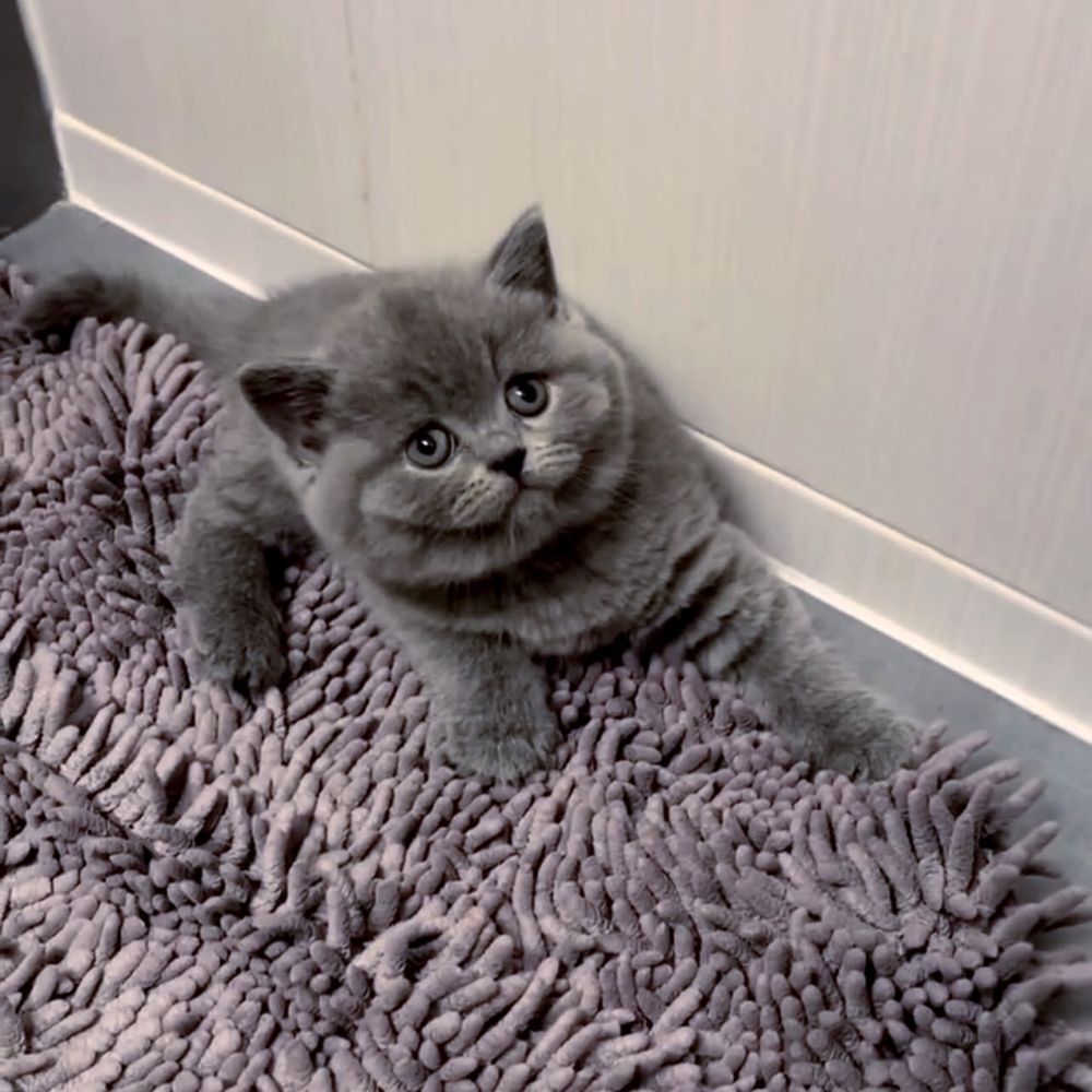 Прекрасний котик