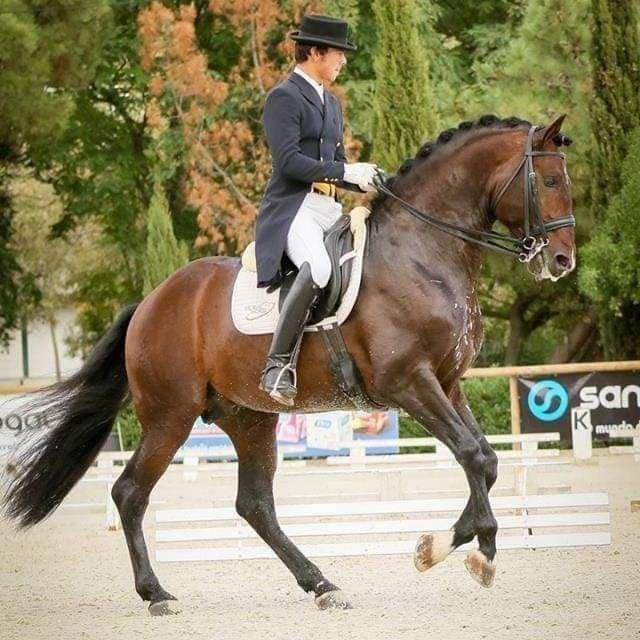 Garanhão lusitano pontuado