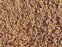 SORGO białe i czerwone - idealne na kiszonkę i na ziarno
