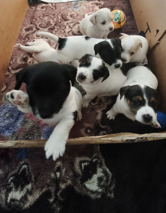 Jack Russell Terrier
