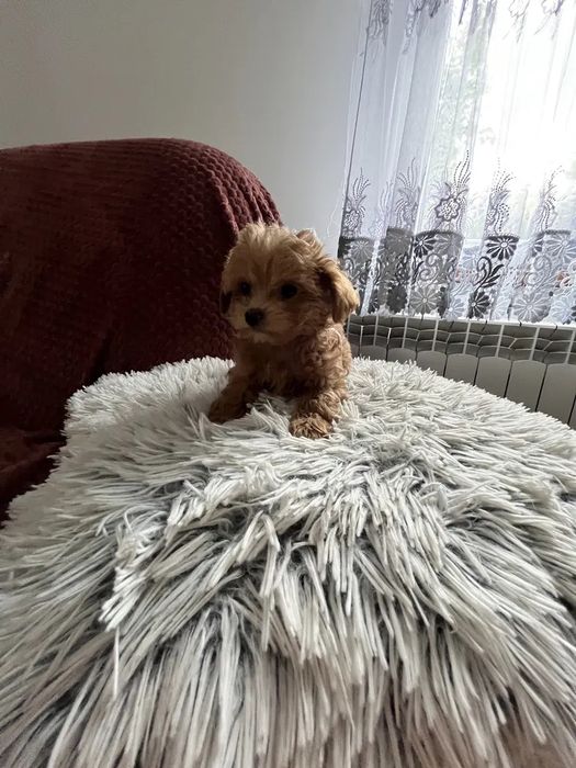 Міні Мальтипу ВИГІДНО‼️Є в різних окрасах Мальтипу f1 Мальтипу f2