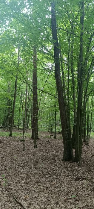 Sprzedam las mieszany 1.040 ha - Dąb, Grab, Sosna