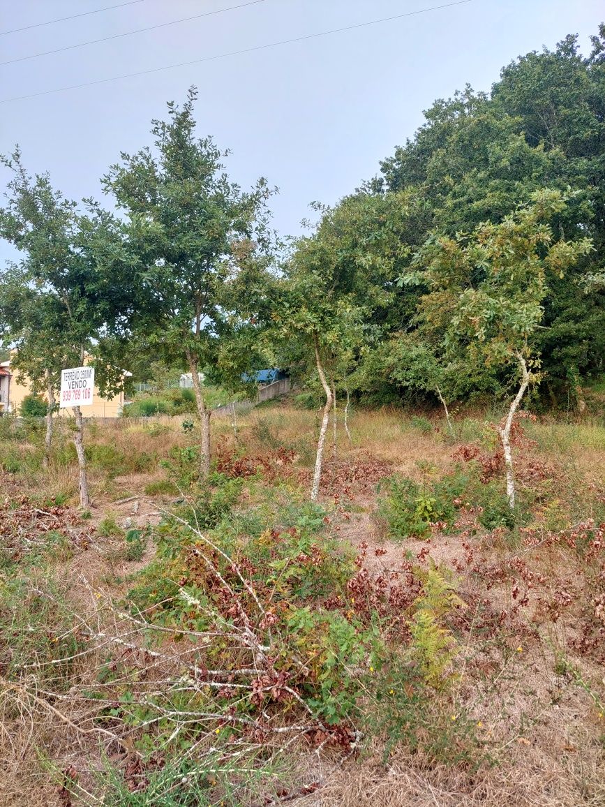 Terreno com 3500m2 em Coura