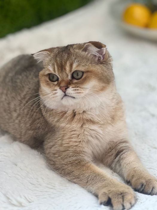 Scottish fold menina