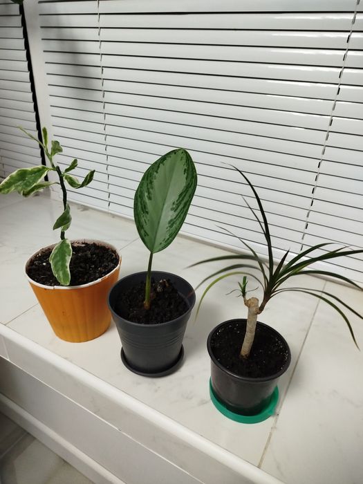 Аглаонема, педілантус