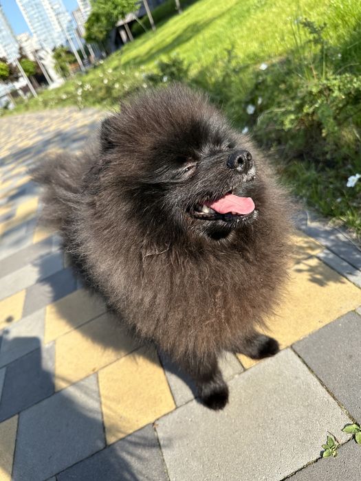 Кабель Померанский шпиц (вязка)