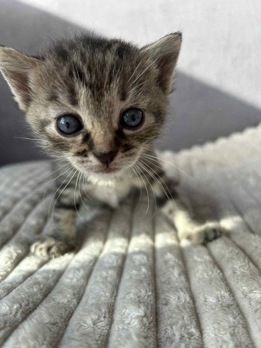 Oddam kotki 8 tygodniowe