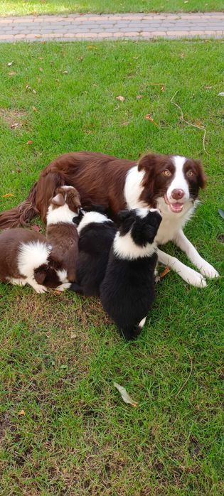 Border collie -piesek