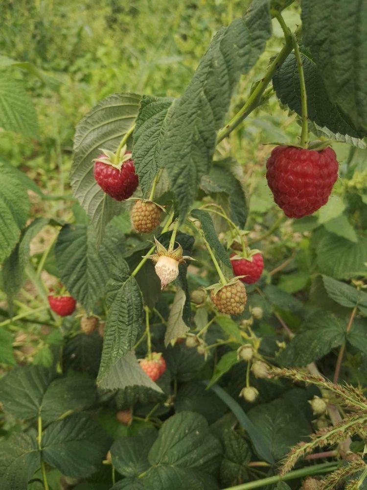 Sprzedam maliny z młodej plantacji zbierane na zamówienie