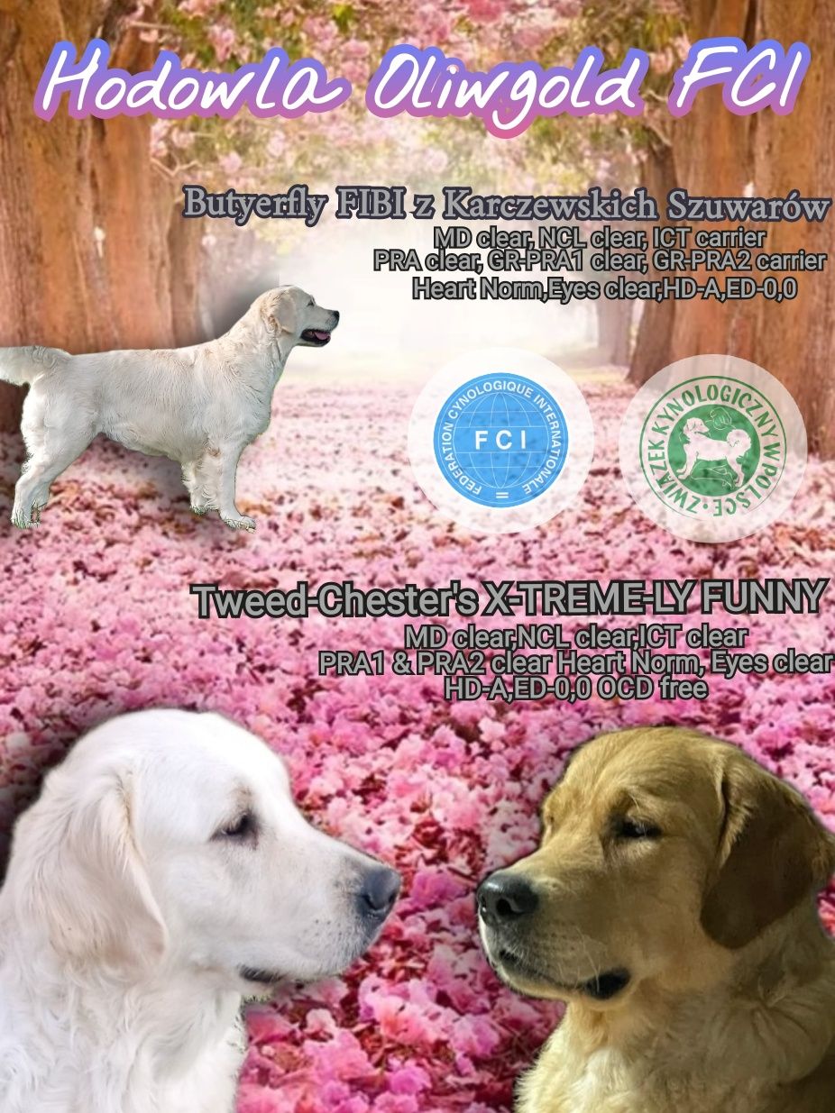 Golden retriever ZKwP FCI
